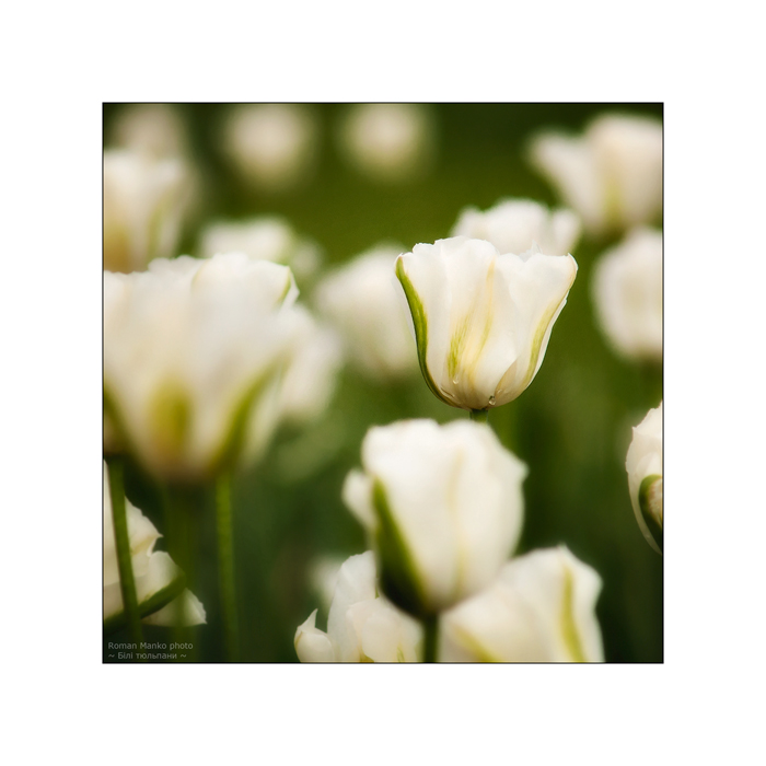 Фотографія ~ Білі тюльпани ~ / Roman Manko / photographers.ua