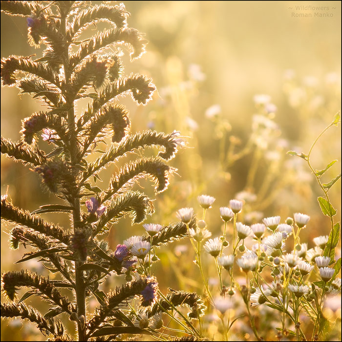 Фотографія ~ Польові квіти ~ / Roman Manko / photographers.ua