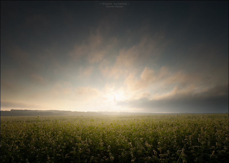 Фотографія Цвіте собі гречка на ранковому сонці / Roman Manko / photographers.ua