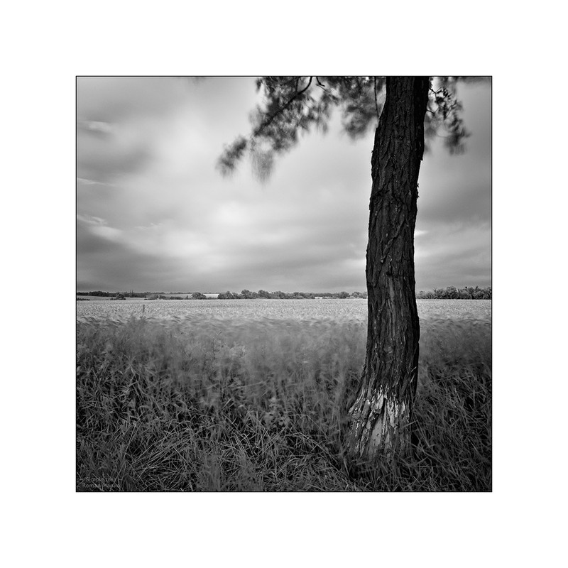 Фотографія ~ Simple tree ~ / Roman Manko / photographers.ua