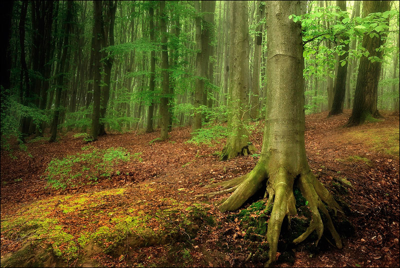 Фотографія Дерева у весняному лісі / Roman Manko / photographers.ua