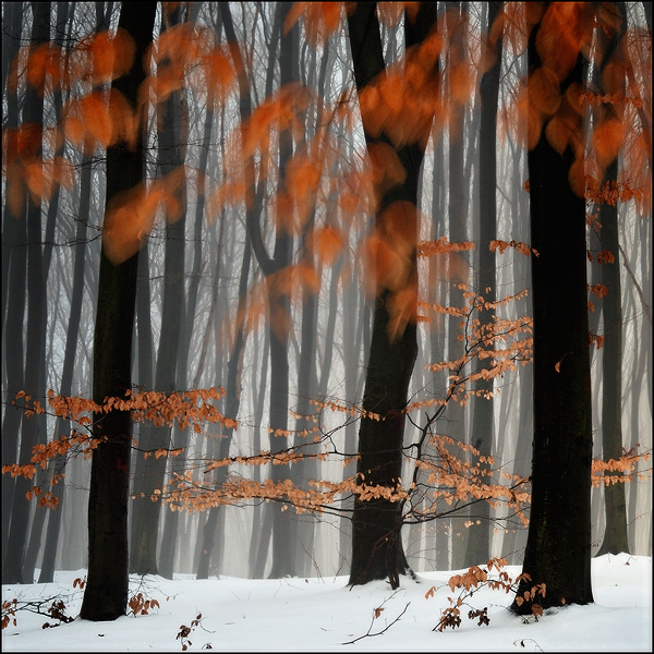 Фотографія Сьогодні осінь в зимовому лісі / Roman Manko / photographers.ua