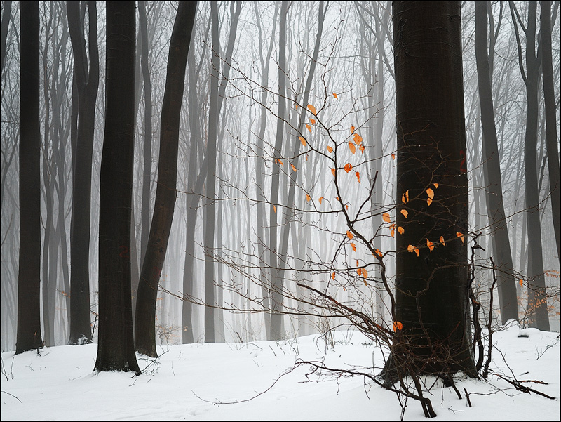 Фотографія Simple tree / Roman Manko / photographers.ua