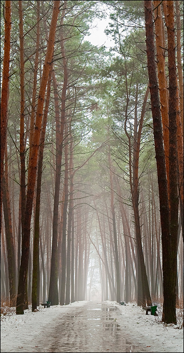 Фотографія Магія лісу №2 / Roman Manko / photographers.ua