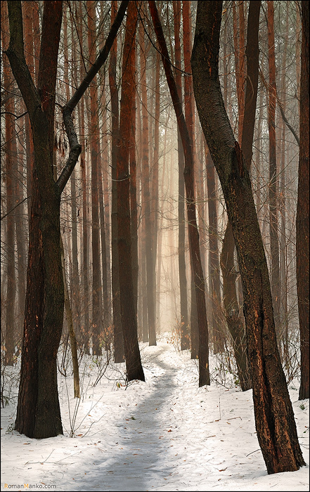 Фотографія Magic forest / Roman Manko / photographers.ua