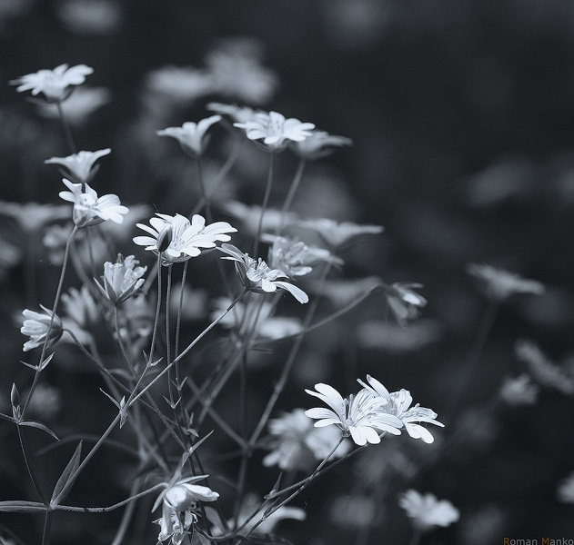 Фотографія Весна прийде і квіти принесе / Roman Manko / photographers.ua