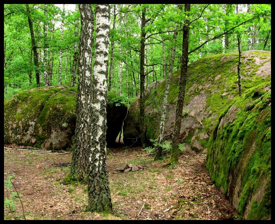 Фотографія в сказочном лесу.... / Sandr Popko / photographers.ua