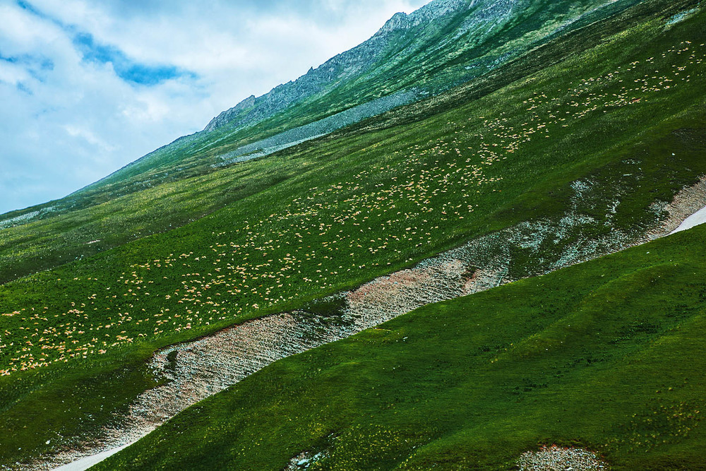 Фотографія Кавказ. Стада овец, пасущиеся на склонах гор. / Павел Белан / photographers.ua