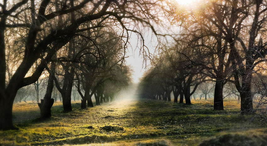 Фотографія Таинственный сад / Дмитрий Томсон / photographers.ua