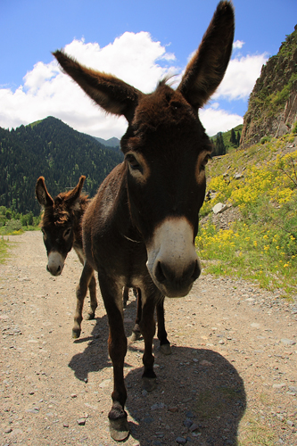 Фотографія Donkeys / Anna Golubenko / photographers.ua