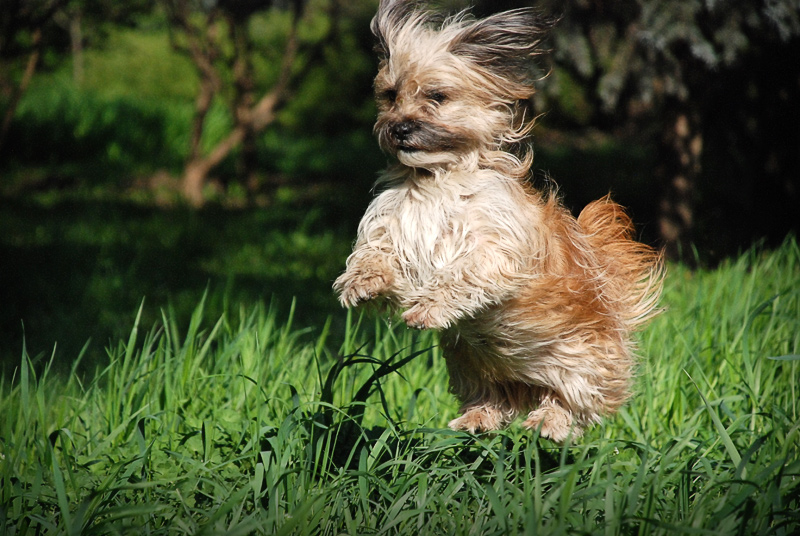 Фотографія Левитация маленького вуки / Денис Поронок ~PMR~ / photographers.ua