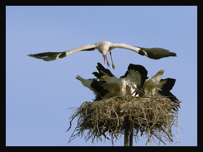 Фотографія Полет над гнездом аиста / Игорь Крицкий / photographers.ua