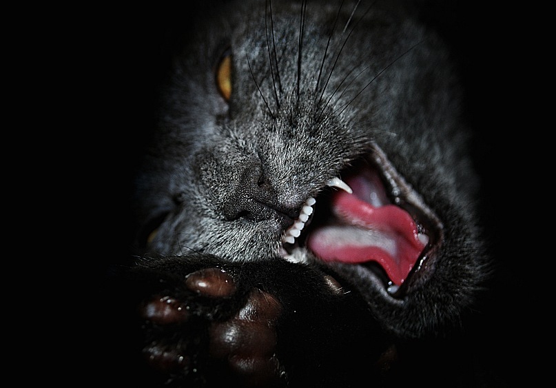 Фотографія "Адова кошка" Стивен Кинг / Антон Никитин / photographers.ua