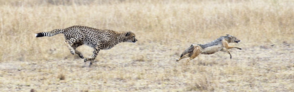 Фотографія О том, как гепарды, почему то, не любят шакалов... / Vitaliy / photographers.ua