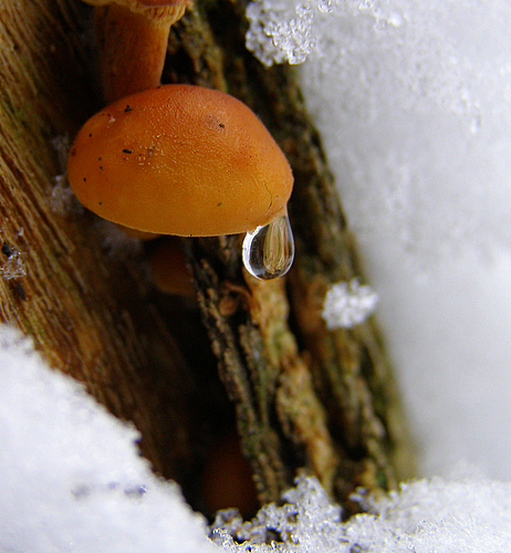 Фотографія О чём плачет гриб... / Виктория Войтович / photographers.ua