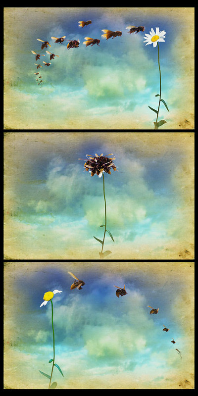 Фотографія Шершни и цветок (триптих ) / Sergey Moroz / photographers.ua