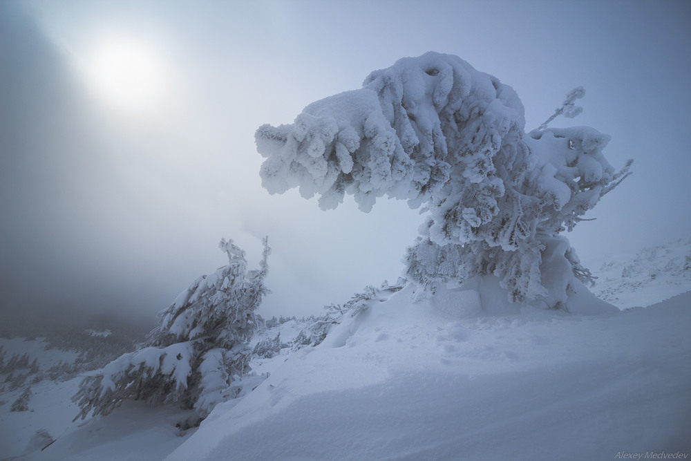 Фотографія Зимовий сон / Алексей Медведев / photographers.ua