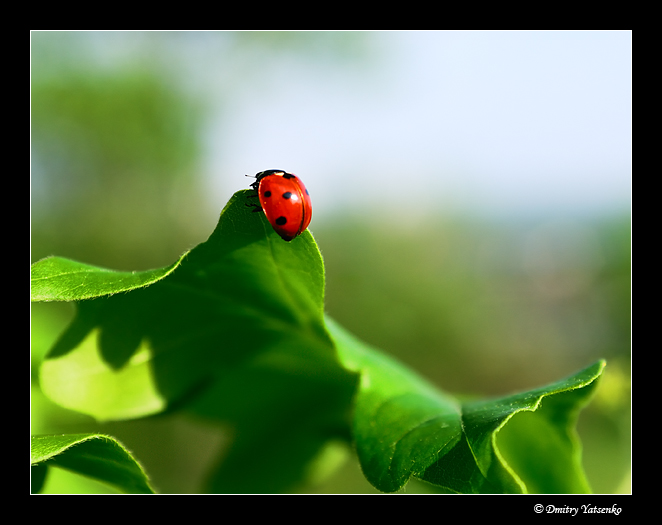 Фотографія * / Дмитрий Яценко / photographers.ua