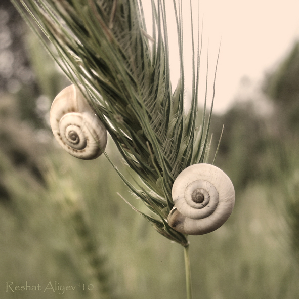 Фотографія тихий час / РЕШАТ  АЛИЕВ / photographers.ua