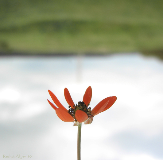 Фотографія Иногда хочется, чтобы цветы росли из неба... / РЕШАТ  АЛИЕВ / photographers.ua