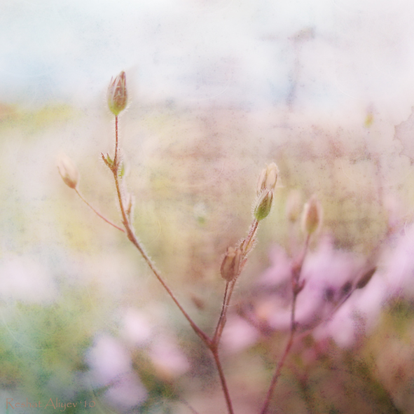 Фотографія * * * / РЕШАТ  АЛИЕВ / photographers.ua