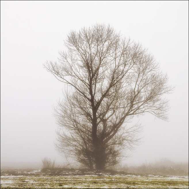 Фотографія Одиночество в тумане (2) / Антон Поляков / photographers.ua