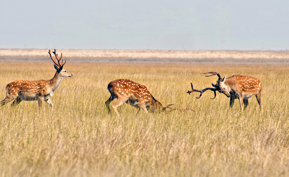 Фотографія Переговори. / Olga Zhigadlo*OZ* / photographers.ua