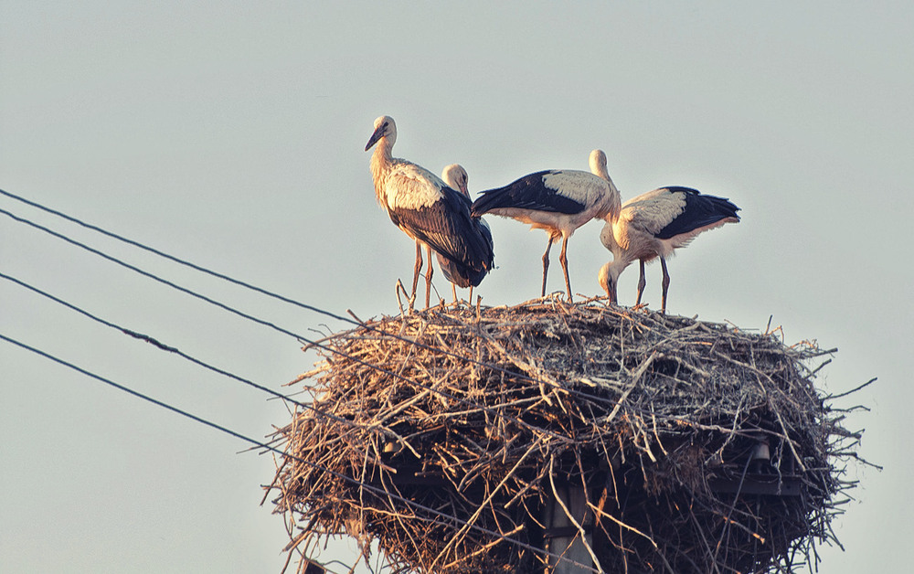 Фотографія Лелеки... / Olga Zhigadlo*OZ* / photographers.ua