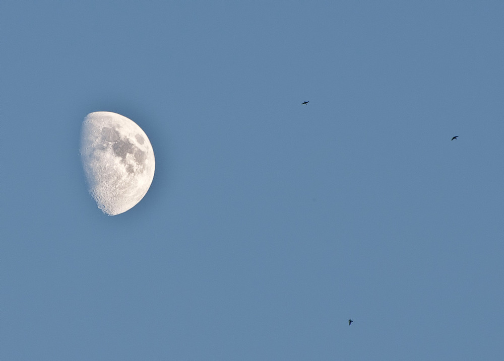 Фотографія Долететь бы до Луны... / Olga Zhigadlo*OZ* / photographers.ua