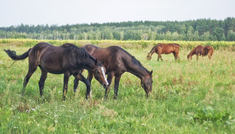 Фотографія Ой, ви коні, мої коні... / Olga Zhigadlo*OZ* / photographers.ua