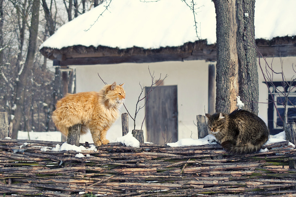 Фотографія Зима, зима...и лапы мёрзнут... / Olga Zhigadlo*OZ* / photographers.ua