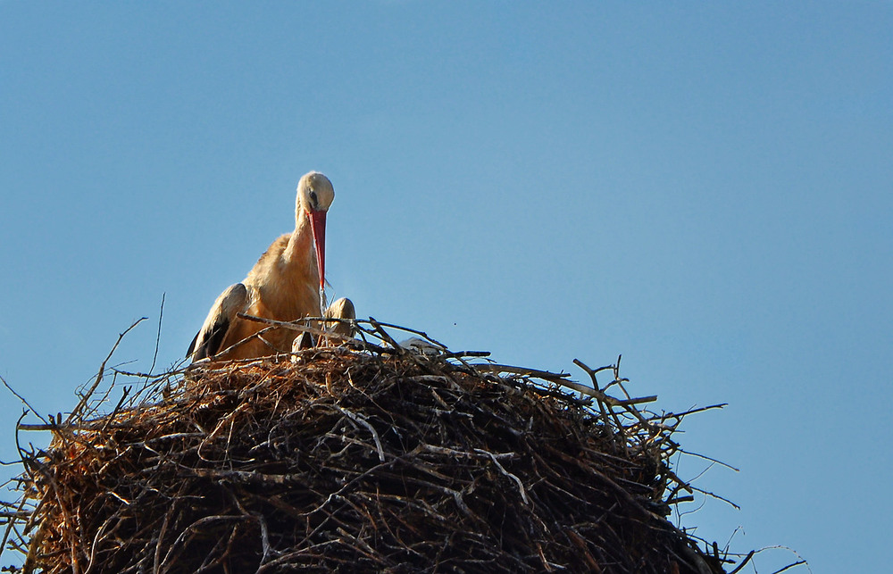 Фотографія І малята люблять воду... / Olga Zhigadlo*OZ* / photographers.ua