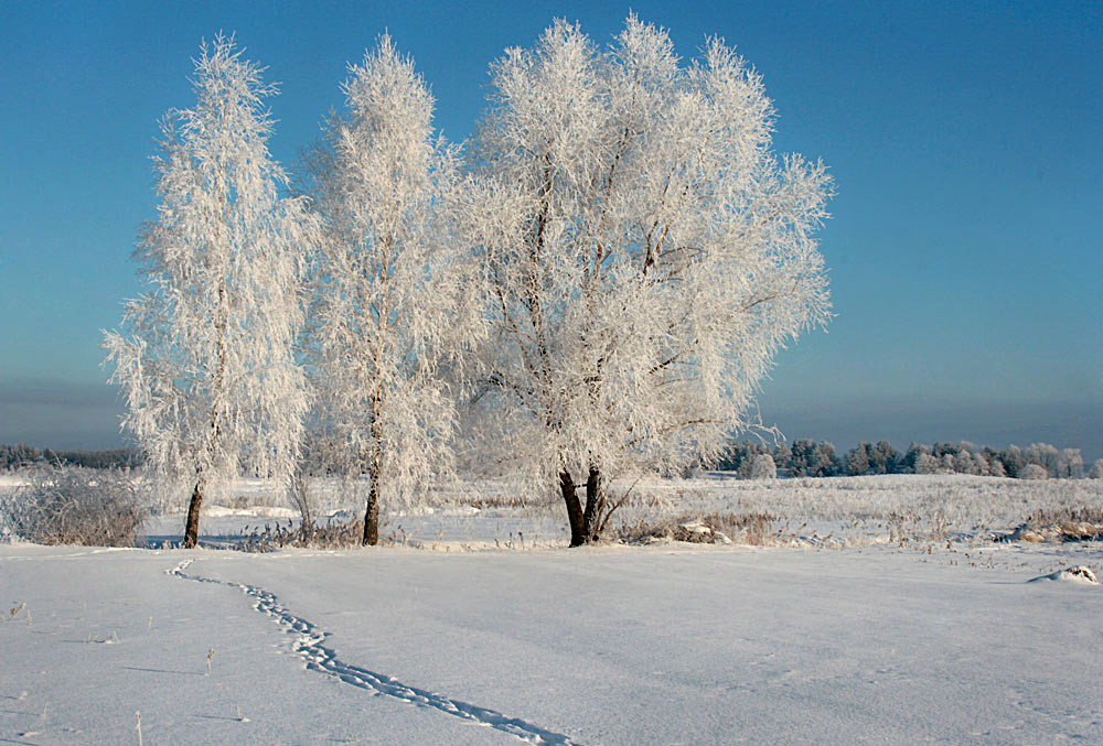 Зимняя березка