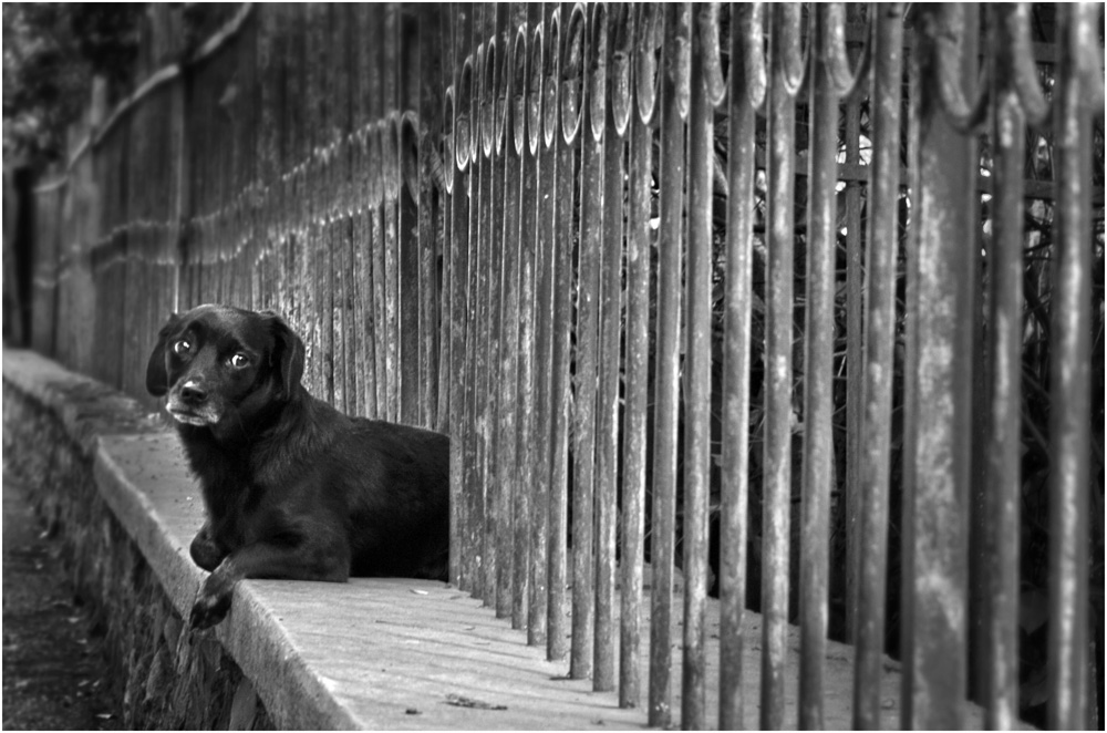 Фотографія Собака на заборе / Сергей Александрович Бычков / photographers.ua