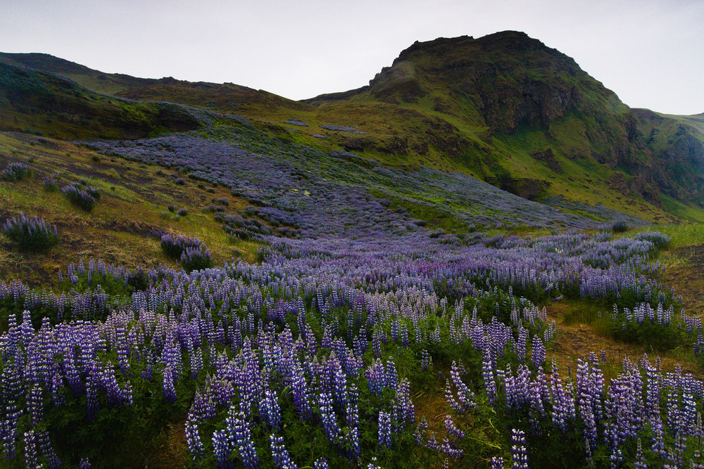 Фотографія Colors of a north valley / Олег Кожельцев / photographers.ua