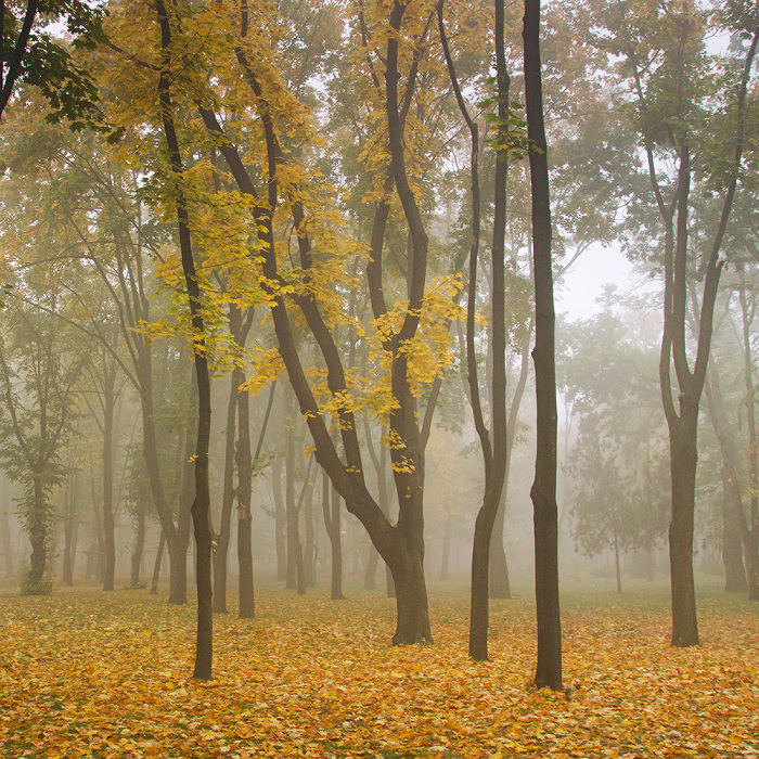 Фотографія Осень в парке / Олег Кожельцев / photographers.ua
