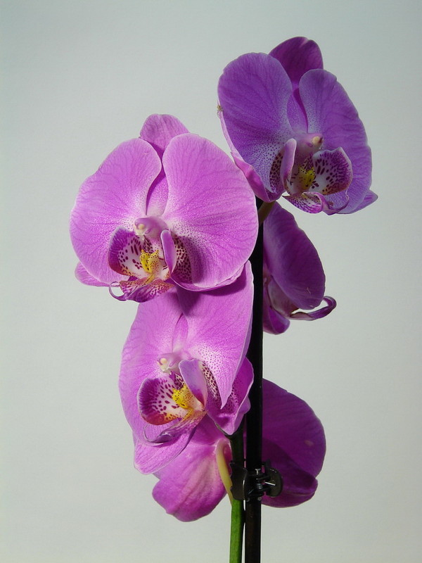 Фотографія Разное / Andrey Sphinx / photographers.ua