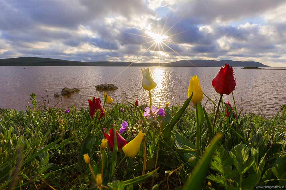 Фотографія Весна в Крыму / Сергей Титов / photographers.ua