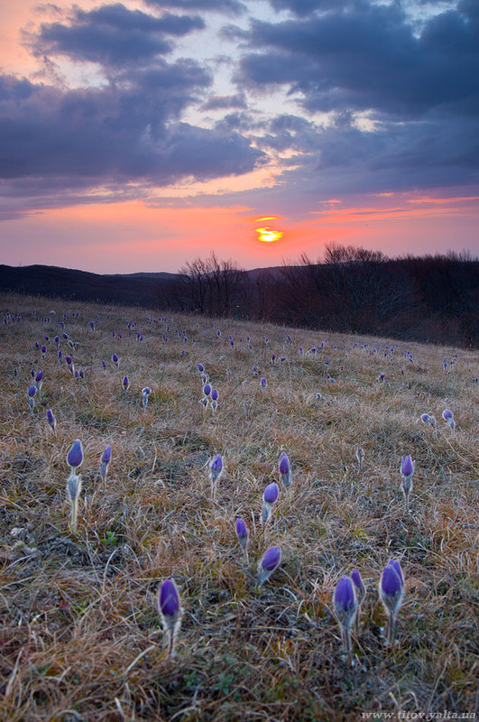 Фотографія Весна на плато Ай-Петри / Сергей Титов / photographers.ua