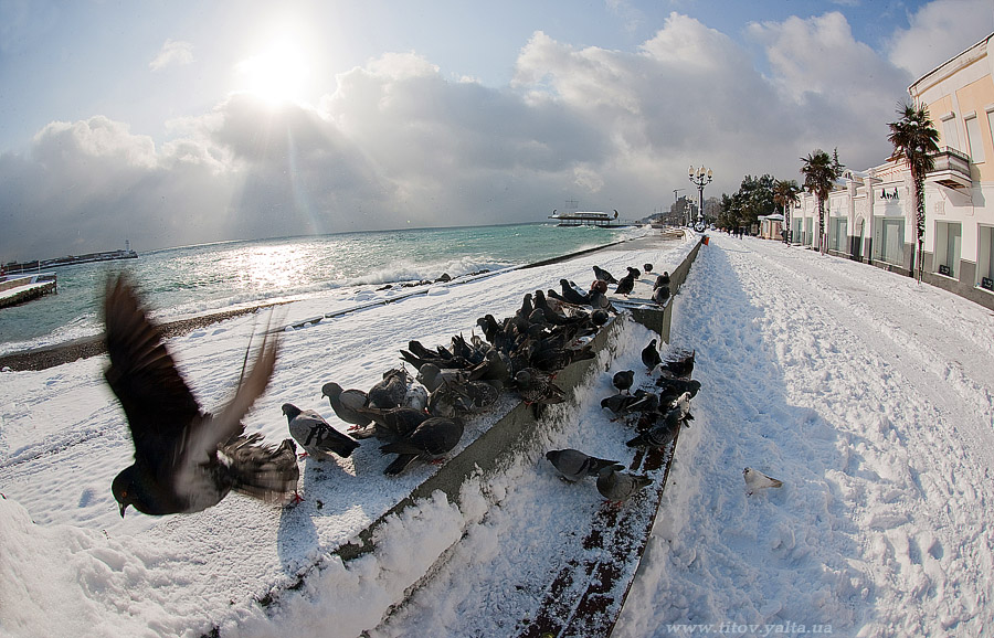 Фотографія Зима в Ялте / Сергей Титов / photographers.ua