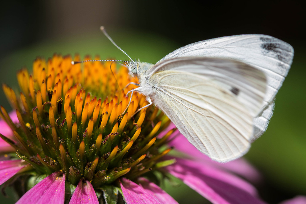Фотографія Капустница / Татьяна Стрельникова / photographers.ua