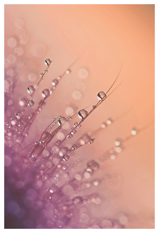 Фотографія pink bubbles / Ольга Ткаченко / photographers.ua