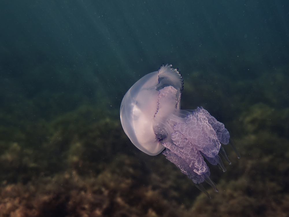 Фотографія jellyfish / Щука / photographers.ua