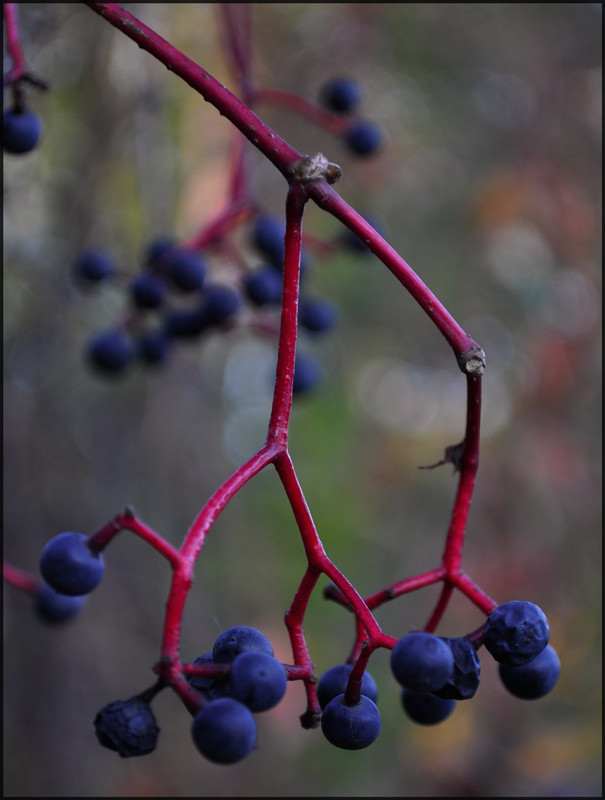 Фотографія виноградинки / Violetta B. / photographers.ua