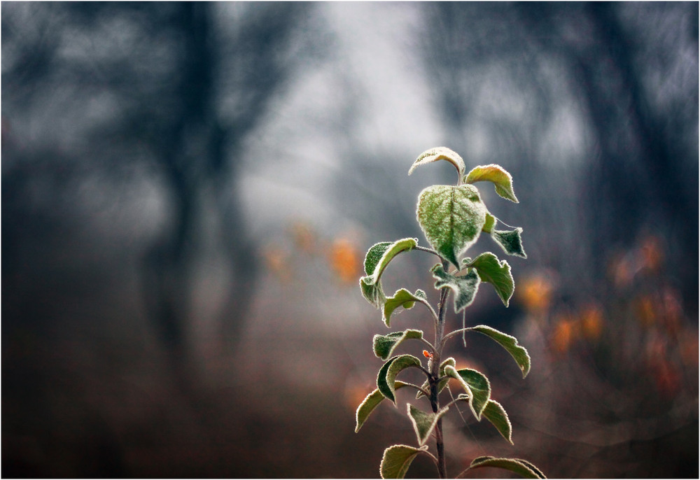 Фотографія Разное / Станислав Ковальчук / photographers.ua