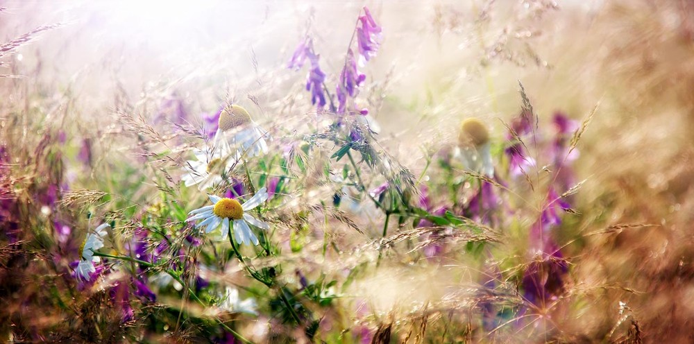Фотографія "У повітрі пахло польовими квітами, вітер куйовдив високу траву, ..." / Орест  Лабяк / photographers.ua