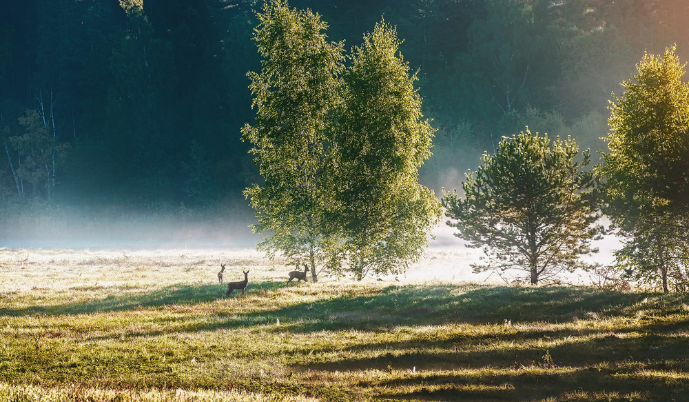 Фотографія Якось біля лісу... / Орест  Лабяк / photographers.ua