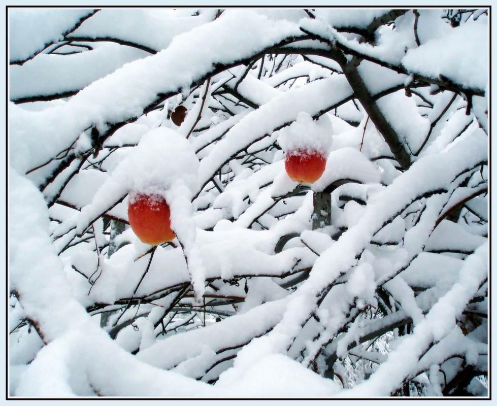 Фотографія "Яблоки на снегу..." / Vaduha / photographers.ua