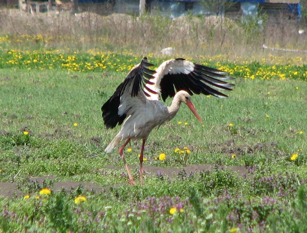 Фотографія Пейзаж / Marisha Liabakh / photographers.ua