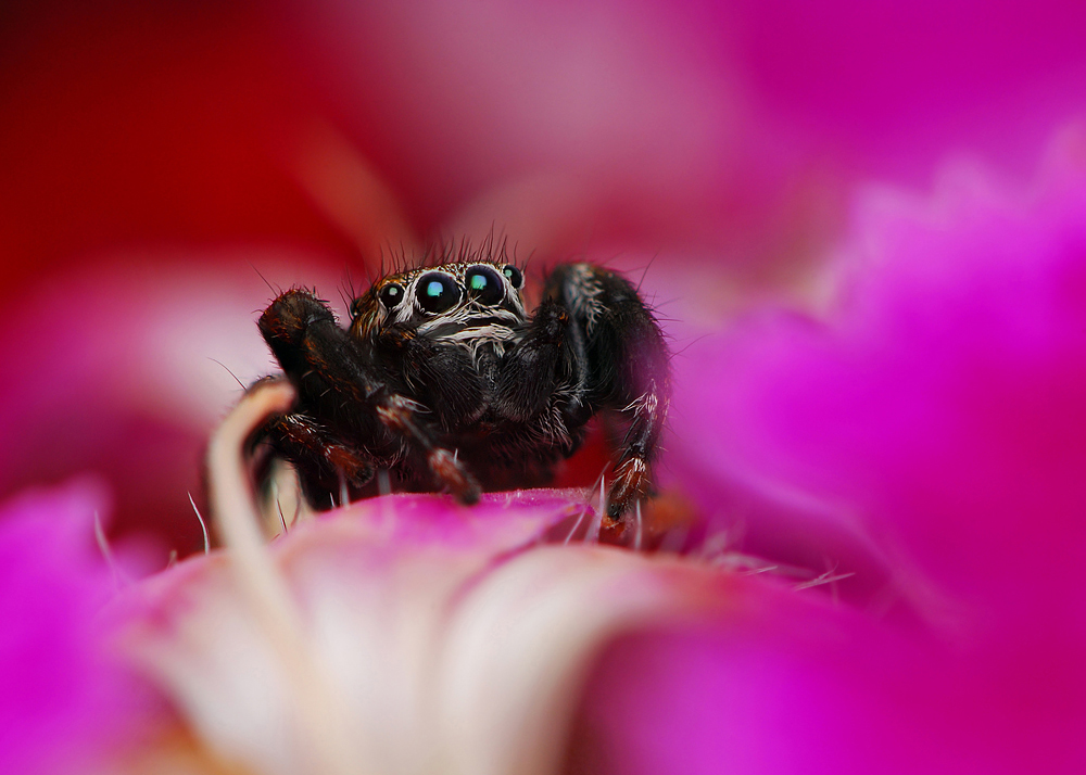 Фотографія DejaVu / Kasabian / photographers.ua